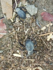 Trachyderma philistina