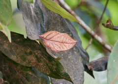 Kallima horsfieldii