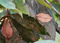 Kallima horsfieldii