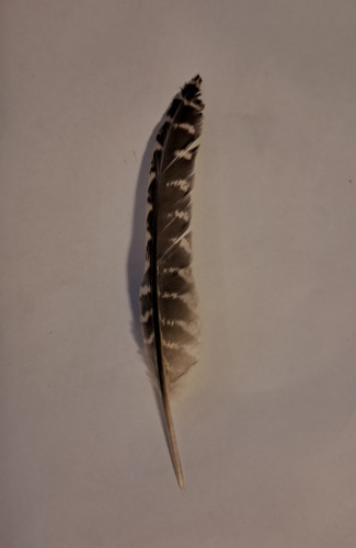 Plume de Perdrix grise