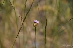 Petrorhagia nanteuilii
