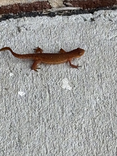 Eastern Newt