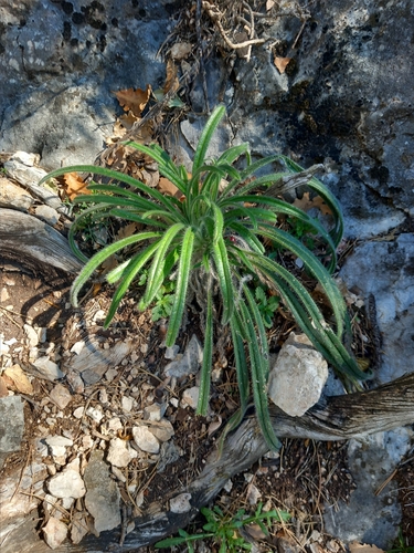 Onosma visianii, photograph 2