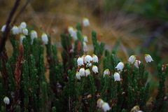 Cassiope tetragona tetragona