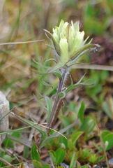 Castilleja hyperborea