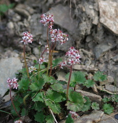 Micranthes porsildiana