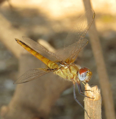 Urothemis assignata