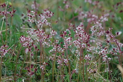 Micranthes porsildiana