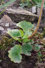 Micranthes porsildiana