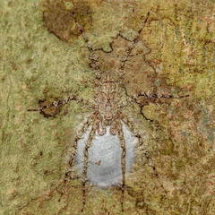 Pandercetes gracilis