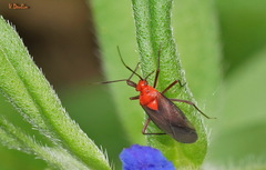 Capsodes bicolor