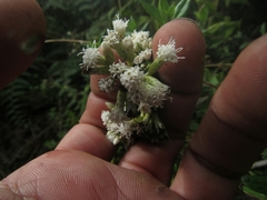 Chromolaena bullata