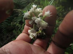 Chromolaena bullata