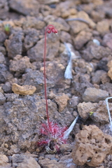 Drosera neocaledonica