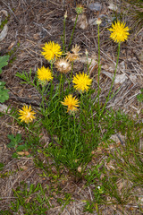 Centaurea rupestris