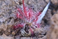 Drosera neocaledonica