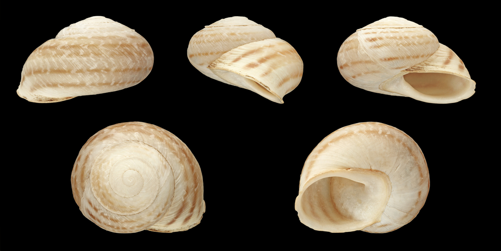 Levantina spiriplana