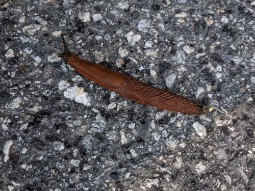 Arion vulgaris