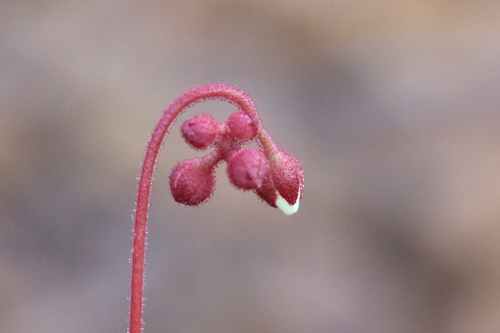 Drosera neocaledonica