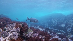 Sparodon durbanensis