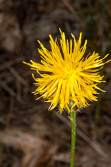 Centaurea rupestris