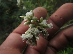 Chromolaena bullata