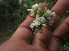 Chromolaena bullata