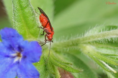 Capsodes bicolor