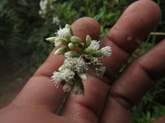 Chromolaena bullata
