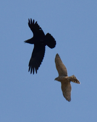Eurasian Goshawk (Astur gentilis), photo 4