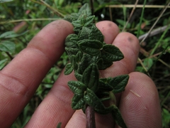 Chromolaena bullata