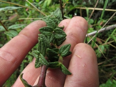 Chromolaena bullata