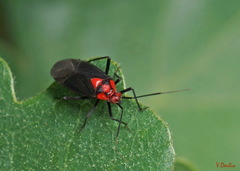 Capsodes bicolor