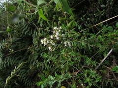 Chromolaena bullata