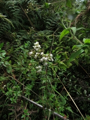 Chromolaena bullata