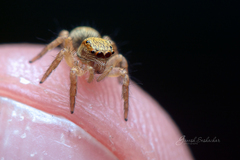Salticidae