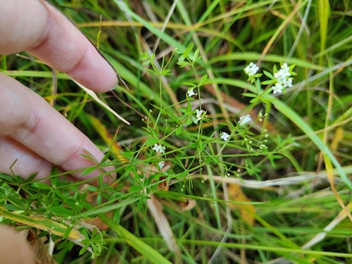 Наблюдение на iNaturalist