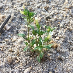Gratiola pedunculata