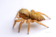 Salticidae