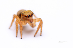 Salticidae