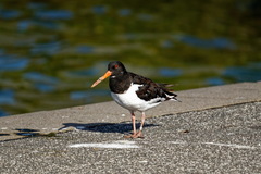 Haematopus ostralegus