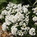 Perennial Candytuft - Photo (c) Dean Morley, some rights reserved (CC BY-ND)