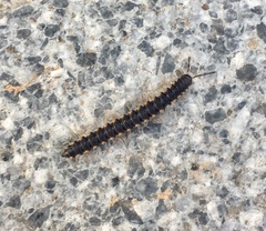 Chondromorpha xanthotricha