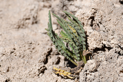Phacelia pinnatifida