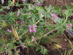 Indigofera filiformis