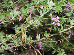 Indigofera filiformis