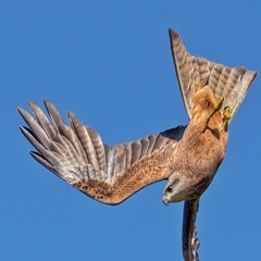 Milvus migrans affinis