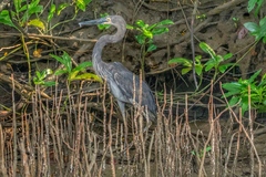 Ardea sumatrana