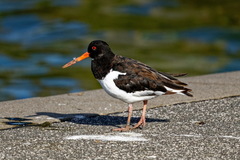 Haematopus ostralegus