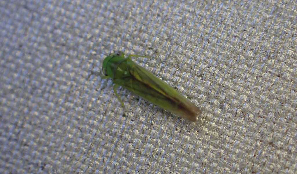 Kybos strigilifer